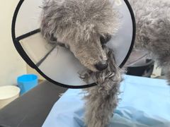 -美联众合动物医院·24h转诊中心