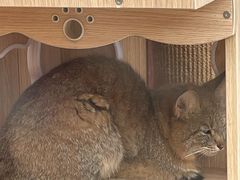 -青藏高原野生动物园