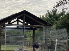 -苏州太湖西山岛开心农场