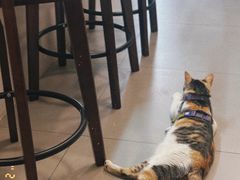 -Again Coffee Roaster(香蜜湖店)