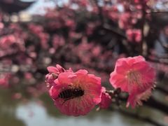 -红梅公园