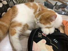 -飞行喵MR PILOT|猫舍·猫咖(静安大融城店)