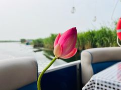 -白洋淀风景区