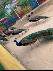 -萌宠亲子动物乐园(槐房万达店)