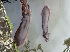 -海南热带野生动植物园