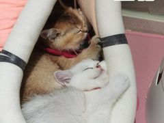 -糯米喵星人总部直营旗舰店·猫舍·幼猫出售