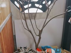 -李东农庄(中南百草园地标店)
