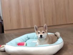 -翊宠yipet猫狗购宠庄园犬舍•猫舍