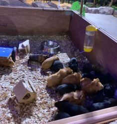 -酷嗒动物文化乐园(cutezoo西溪乐天城店)