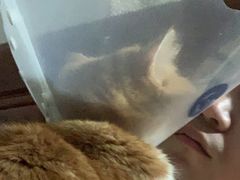 -纳吉亚猫专科动物医院博雅分院