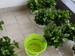 -龙大花卉苗木市场