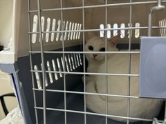 -可蒙动物医院·猫科·骨科中心(首义路店)