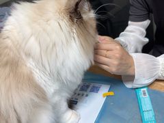 -宏发宠物医院·疑难骨科·特色猫科微创·异宠(工程街店)