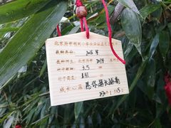 -都江堰中华大熊猫苑