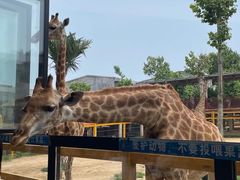 -西霞口神雕山野生动物世界