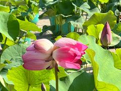-莲花池公园