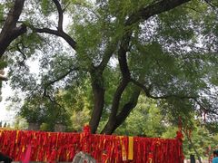-大槐树寻根祭祖园