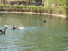 -长白岛森林公园