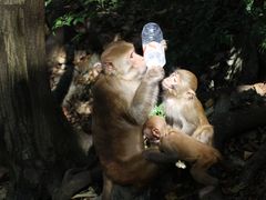 -黔灵山公园
