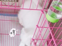 -翊宠yipet猫狗购宠庄园犬舍•猫舍