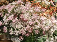 -探香儿融合餐厅(金碧源店)