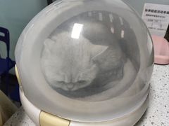 -半岛宠物医院24小时(科华中路店)