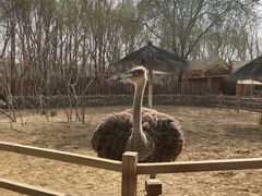 -北京野生动物园