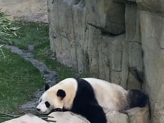 -上海野生动物园