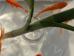 -苏宁易购(上海沪太路二店)