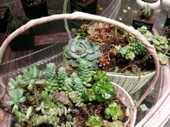 -KKV(深圳宏发大仟里店)