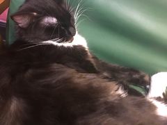 -猫色咖啡·猫咖
