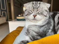 -纳吉亚猫专科动物医院(康都外科中心)