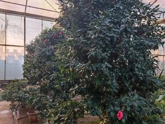 -陆地游轮吉林神农温泉