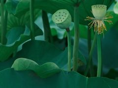 -梁鸿国家湿地公园