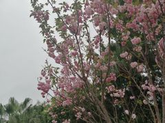 -观澜湖生态运动公社