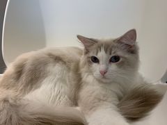 -飞行喵MR PILOT|猫舍·猫咖(静安大融城店)