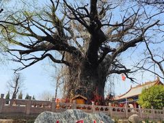 -大槐树寻根祭祖园