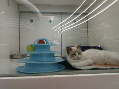 -1013 PET SHOP精品宠物商店(丁香店)