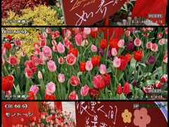 -红梅公园
