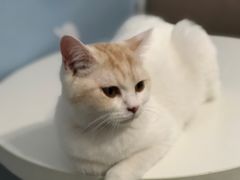 -喵的天空名猫咖啡馆·撸猫·猫舍·用品