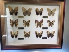 -上海昆虫博物馆