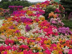 -东南花都花博园