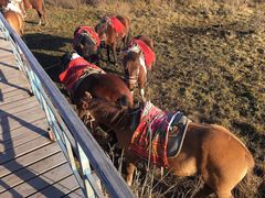 -塞罕坝国家级自然保护区