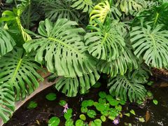 -北京植物园-展览温室