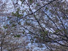 -高东镇樱花园