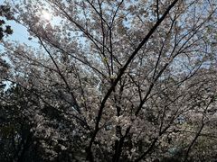 -苏州上方山国家森林公园