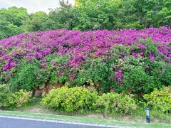 -宜兴龙背山森林公园