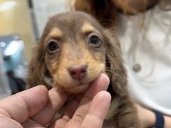 -萌宠之家·腊肠犬·马尔泰·小体犬舍