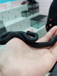 -Moni星球萌宠·小马宝莉·灵蛇·高端高阶全萌宠互动体验俱乐部(红豆国际广场店)