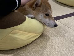 -逗柴咖啡屋·狗咖猫咖宠物桌游